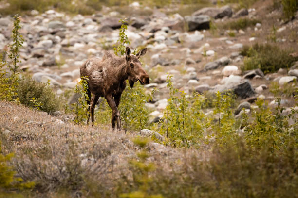 A closeup shot of a Moose in a forest
