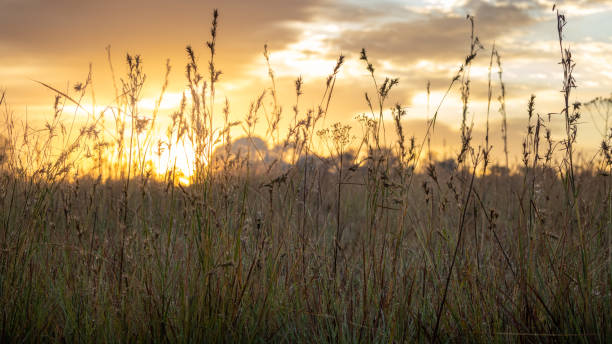 istock Sunrise and African savanna 1454964740