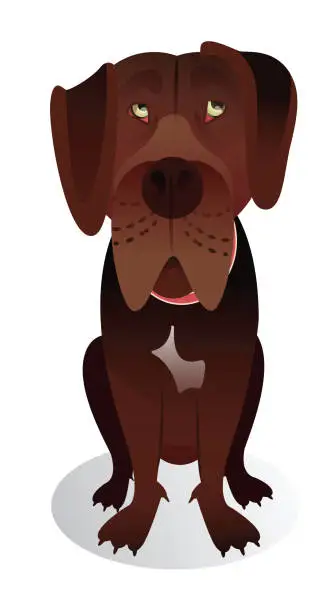 Vector illustration of Cane Corso dog