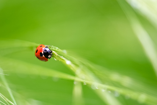 ladybird climbing on a grass stalk after the rain