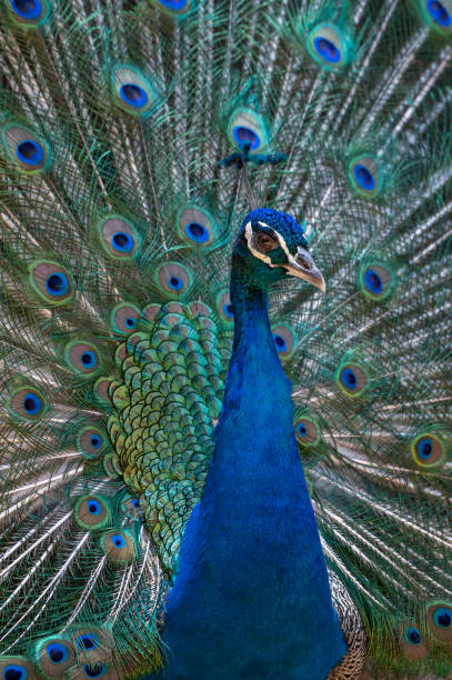 istock Vertical close-up shot of a peacock. 1454967255