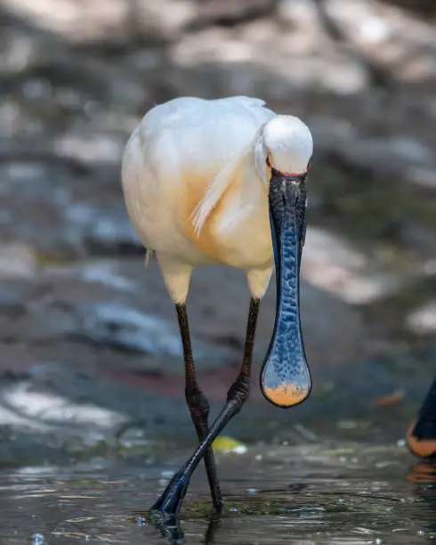 Photo of Vertical close-up shot of a Eurasian spoonbill.