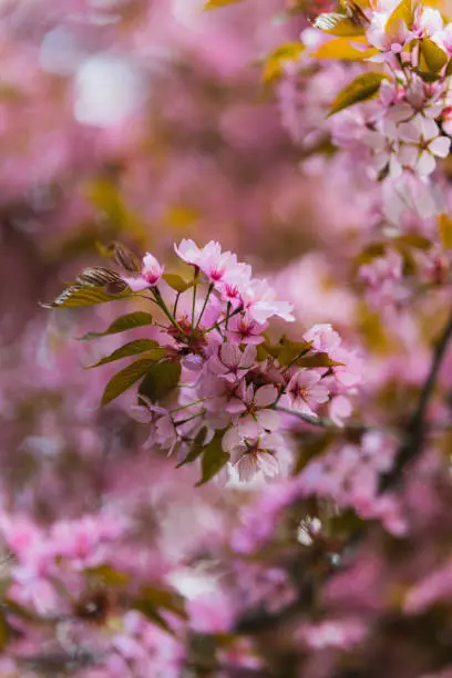 Photo of Spring is the time of color