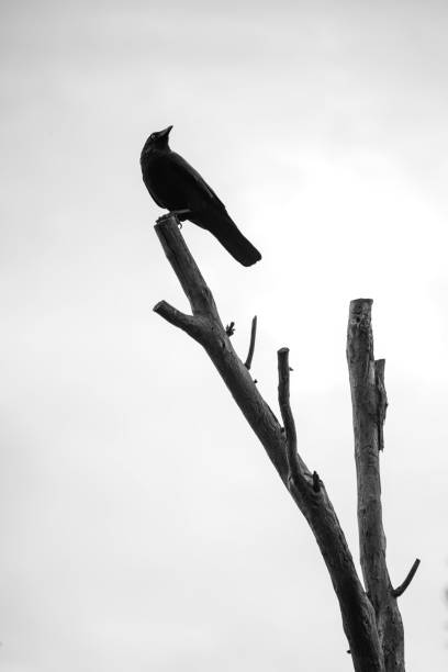 istock Grayscale shot of a bird on the tree 1454967293