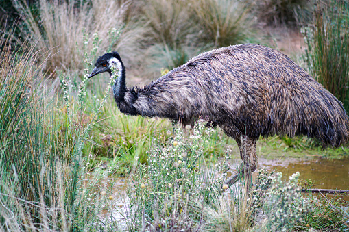 A closeup shot of emu in nature