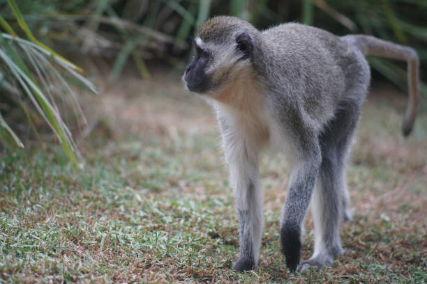 istock Closeup shot of a monkey in nature 1454967311