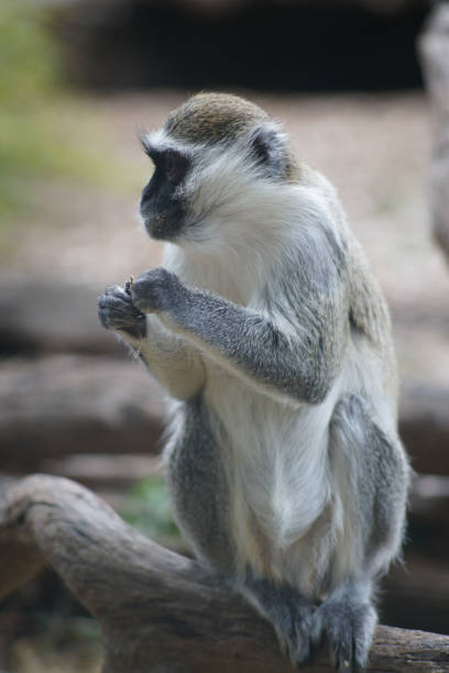 istock Closeup shot of a monkey in nature 1454967315