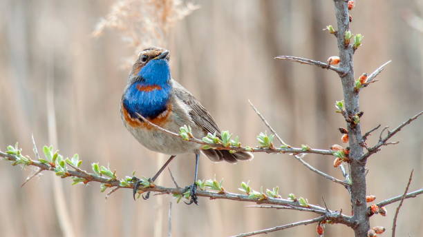istock Beautiful bluethroat bird perching on a blooming twig 1454967703