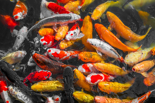 A closeup shot of many Koi Carp fishes on the surface of the water in Hiroshima, Japan