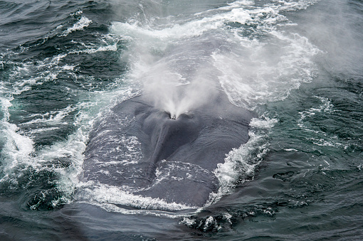 A closeup of the blowing blue whale on the water surface.