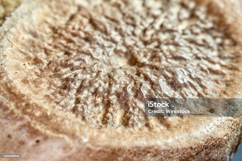 Relic Skeleton Dinosaur Backbone Fossil Bones Relic Skeleton Bone Structure On ...