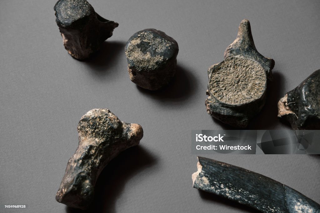 Relic Skeleton Dinosaur Backbone Fossil Bones Relic Skeleton Bone Structure On ...