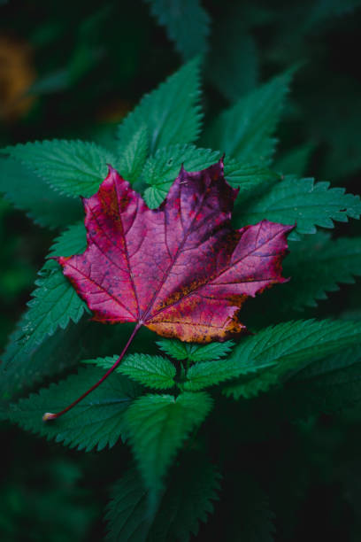 istock Beautiful shot of a Maple leaf 1454969410