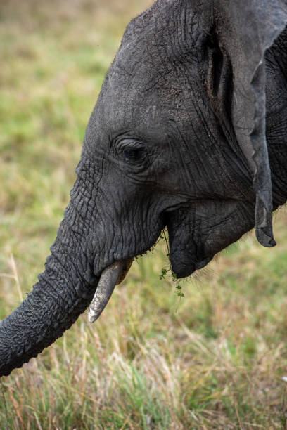 istock Closeup shot of an elephant 1454969489