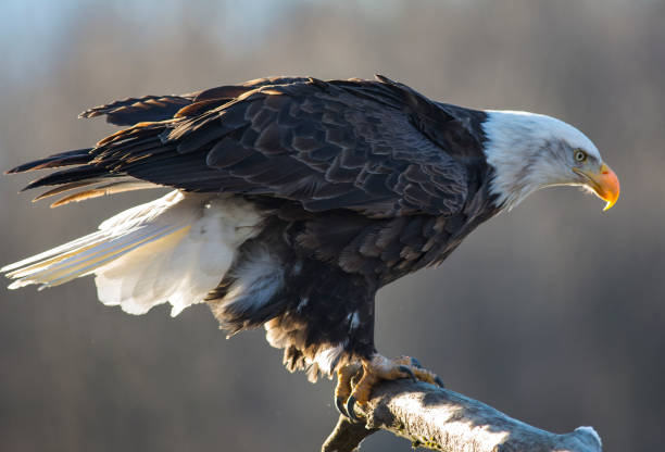 istock Closeup shot of Eagle landing 1454969516