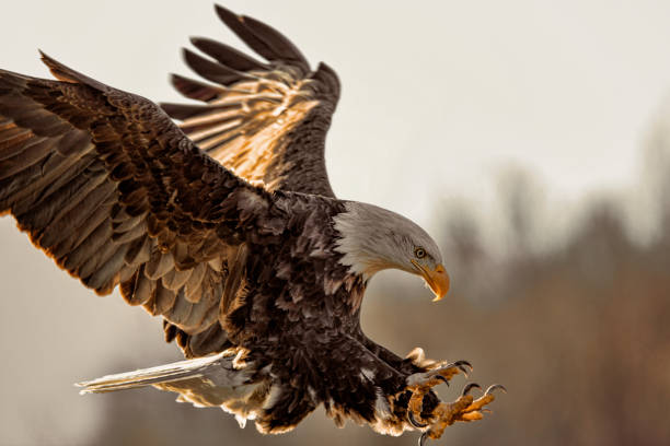 primer plano de eagle en vuelo aterrizando - the eagle fotografías e imágenes de stock