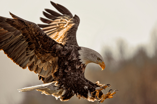 Closeup shot of Eagle in flight landing