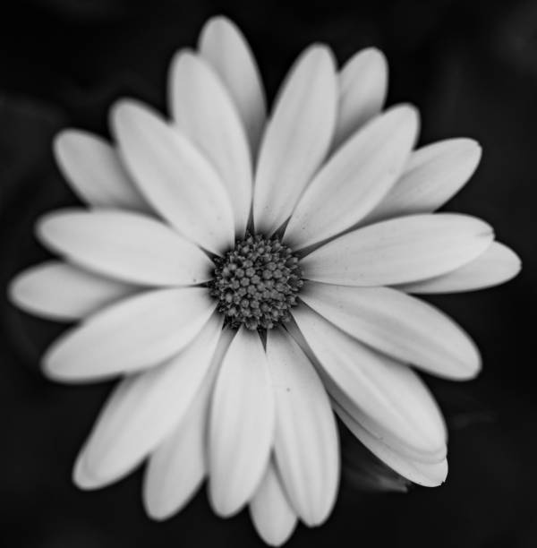 istock Grayscale shot of a daisy on the dark background 1454969548