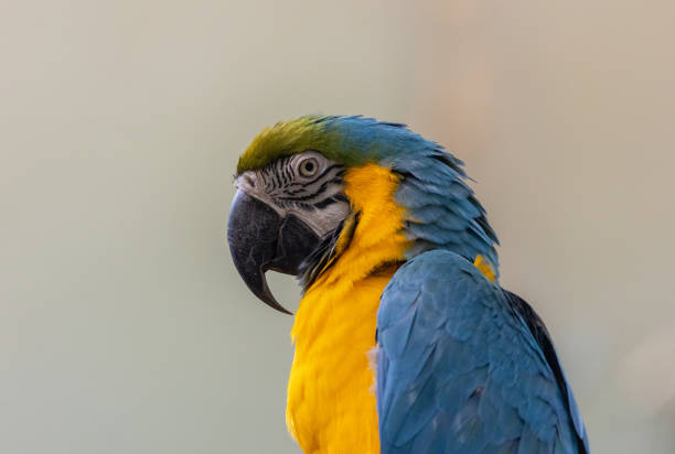 istock Closeup shot of a colorful parrot 1454969580
