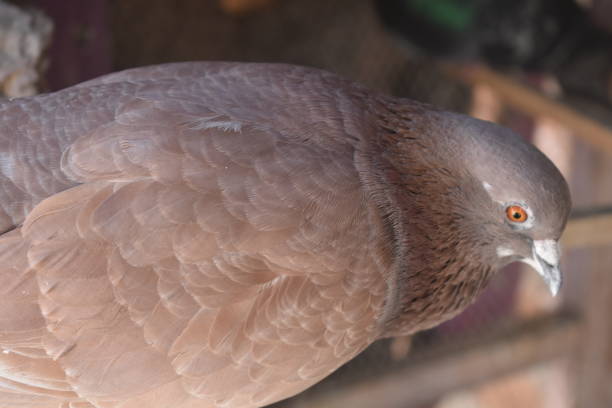 istock Closeup shot of a dove 1454969631