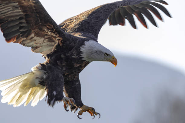 istock Closeup shot of Eagle landing 1454969663