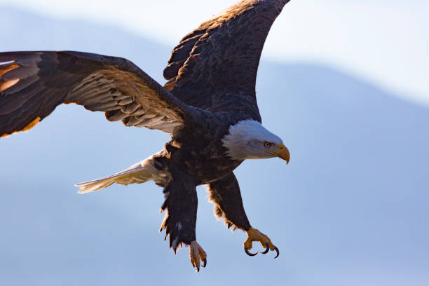 istock Closeup shot of Eagle landing 1454969664