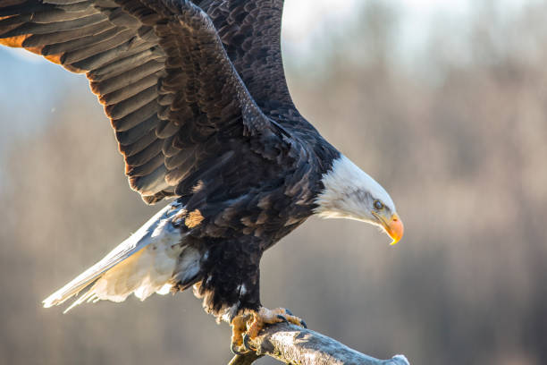 istock Closeup shot of Eagle landing 1454969667