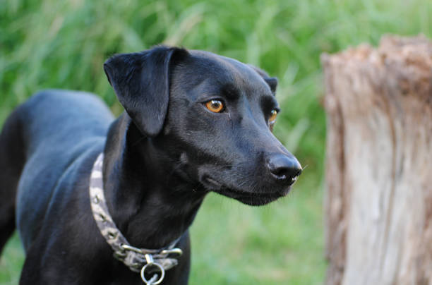 istock black dog with green background 1454969859