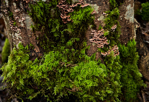 Bright green moss and small cluster fungi growing on a tree trunk.
