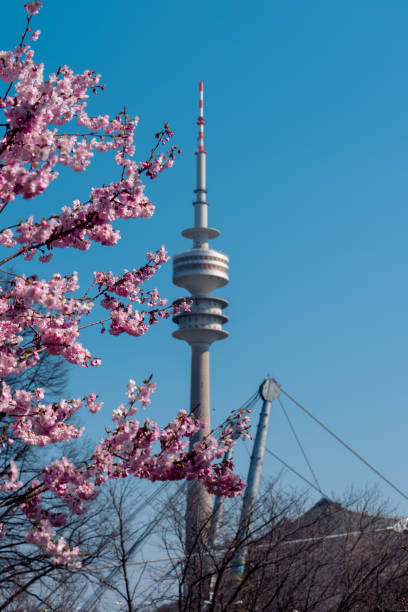 Munic, Germany – March 28, 2022: Cherry blossoms are blooming. View of the Olympic Tower in Munich. Cherry blossoms in the Olympic Park. In 2022 the cherry blossoms will bloom.