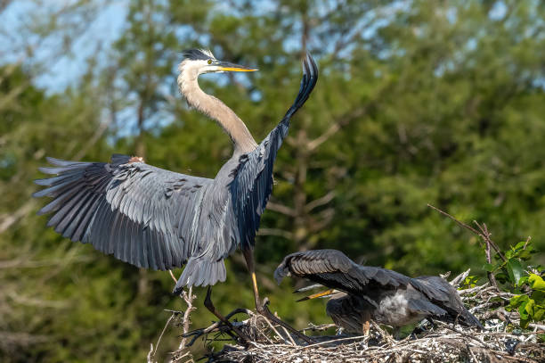 istock Pair of great blue heron birds perched in a nest 1454970240
