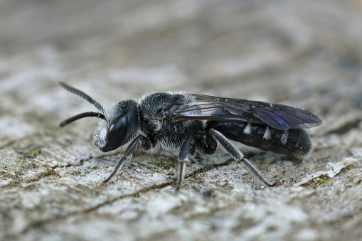 Closeup on a dark black male furrow bee, Lasioglossum costulatum which specializes on pollen from Bellflowers, Campanula, only