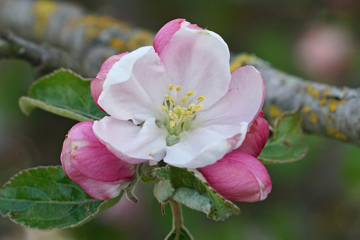 Closeup on the colorful pink and white blossoming European crab apple, Malus sylvestris