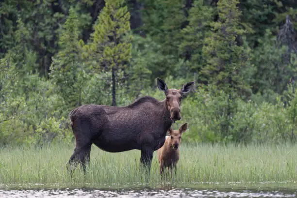 Photo of Moose cow and baby calf