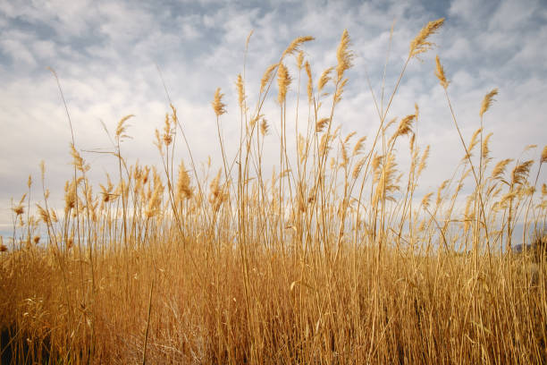 istock Scenic view of a wheat field in cloudy sky background 1454971072