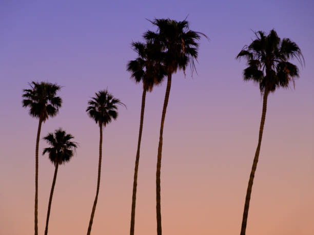 istock Scenic view of palm trees on a colorful sunset sky background 1454971078