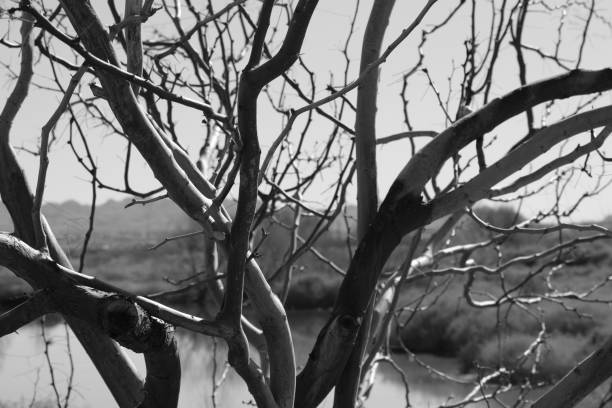 istock Black and white shot of tree branches in a rural area on a blurred background 1454971115