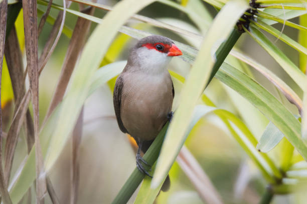 istock Close-up shot of a Common waxbill perched on a stem on a blurred background 1454971424