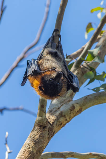 istock Fruit bat hanging on a tree twig on a sunny in summer 1454971456