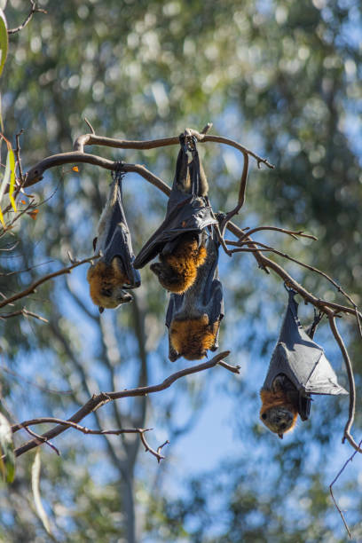 istock Group of fruit bats hanging on a tree twig on a sunny in summer 1454971460