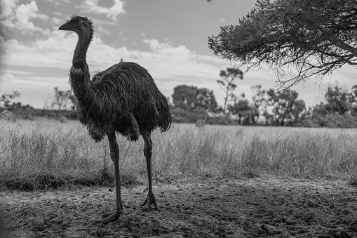 A grayscale shot of a wild emu bird on a field