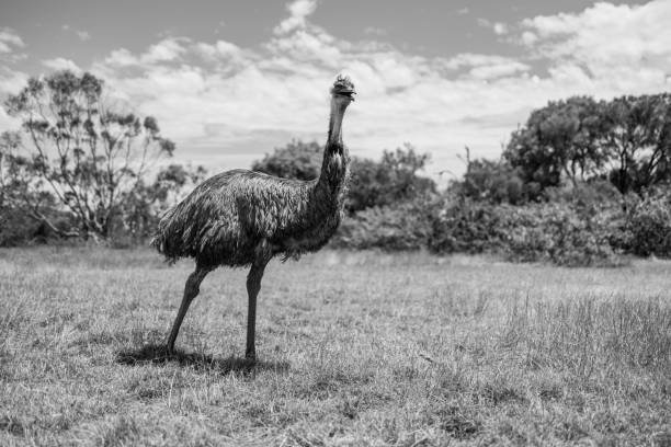 istock Grayscale shot of a wild emu bird on a field 1454971480