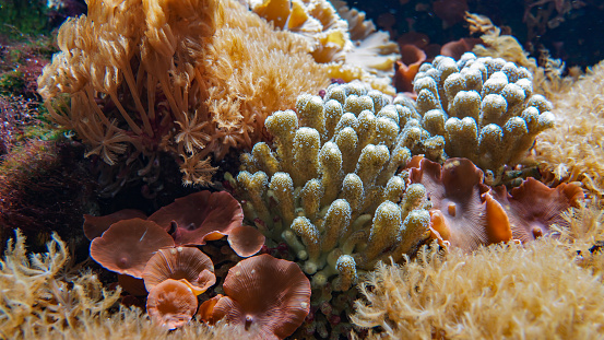 beautiful colorful small corals underwater