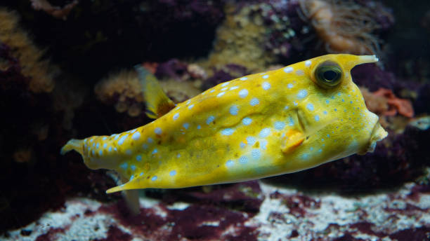 istock Close up of a longhorn cowfish (Lactoria cornuta) 1454971490