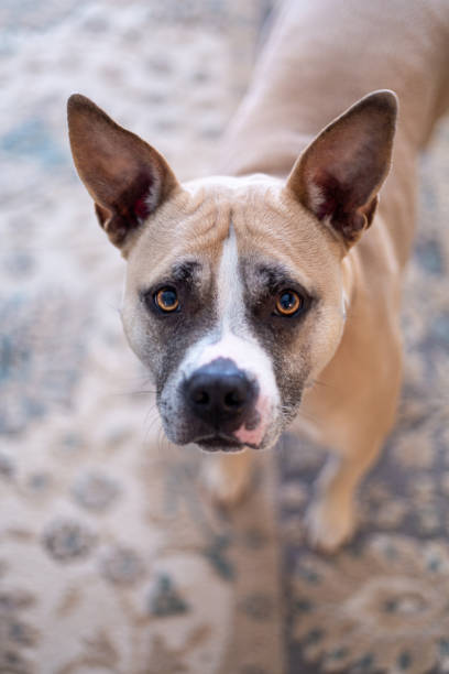 istock Look At Me, I'm Cute! 1454971570