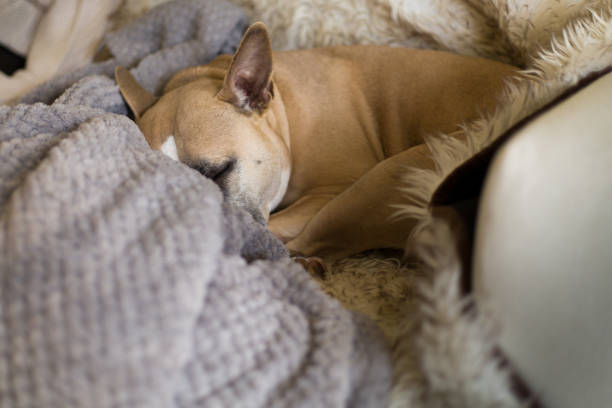 istock This Dog Loves The Couch 1454971587