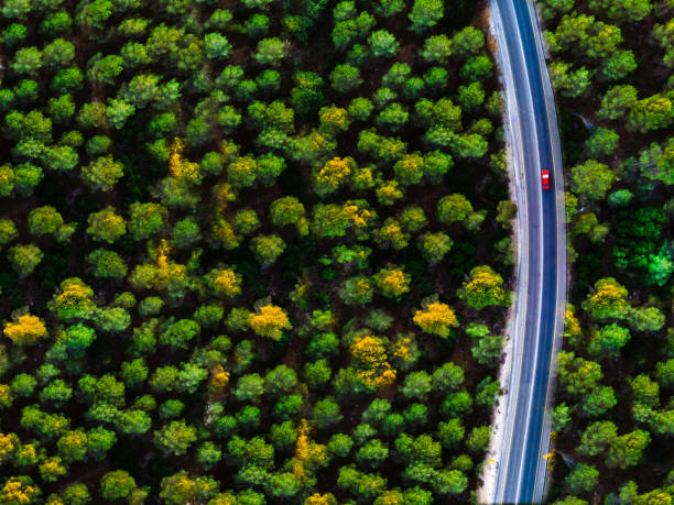 istock Bird's eye view of a car on a road in a dense forest 1454971796