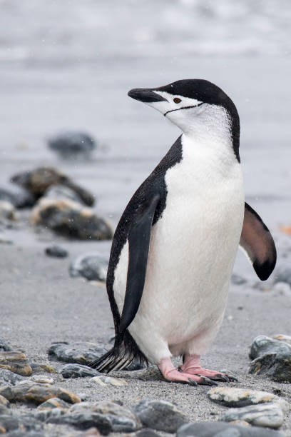 istock Vertical shot of a penguin on the seaside against a blurred background 1454971933