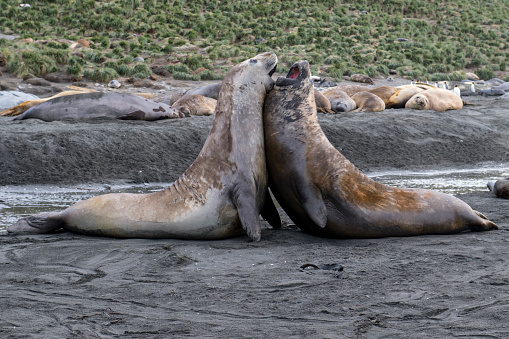 A couple of fighting elephant seals against a lying herd in the background