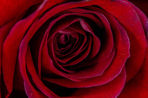 istock Closeup shot of a red rose blossoming in the spring 1454972014